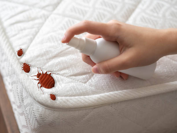 Best Bed Bug Extermination  in Port Washington North, NY